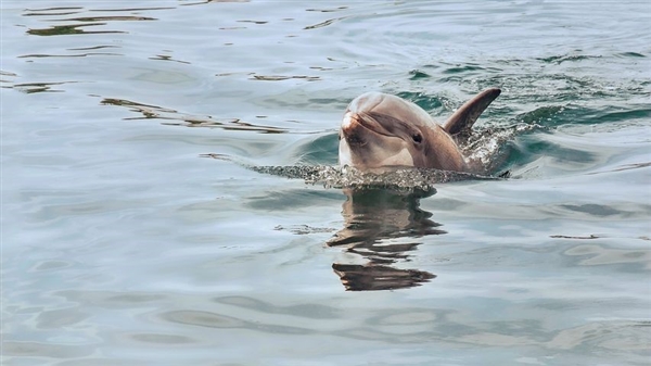 科学家发现海豚可以识别镜中的自己