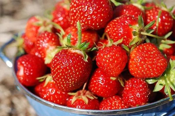 草莓居然是最脏的水果？还致癌？