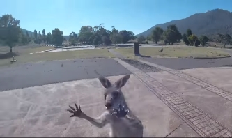 澳洲滑翔伞爱好者完美落地后：不料被袋鼠攻击