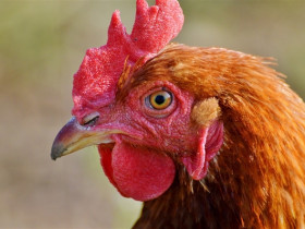 丁磊建中国第一名鸡养鸡场 首批特供网易《终结者2》玩家