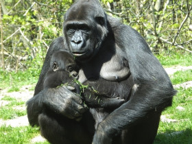 世界最年长大猩猩逝世 “猩龄”达60岁