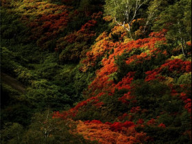 小马生活：深秋已至，5招教你拍出美丽的红叶