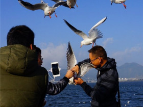 游客抓海鸥自拍，网友怒了