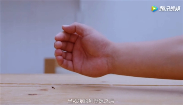 慢镜头探秘苍蝇飞行轨迹 教你轻松徒手捕捉