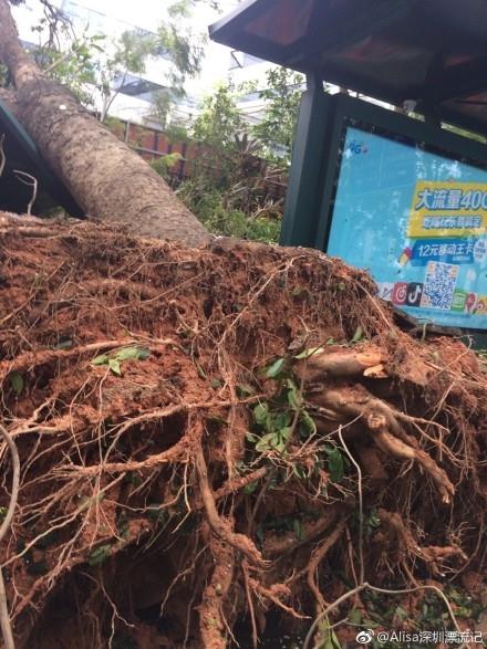 14级“风王”山竹肆虐 腾讯：员工可在家办公 提供紧急热线