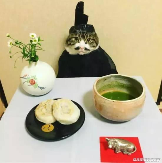 一只喜欢玩“制服诱惑”的喵星人 火遍国外社交网络