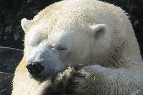 北极熊大规模入侵俄罗斯