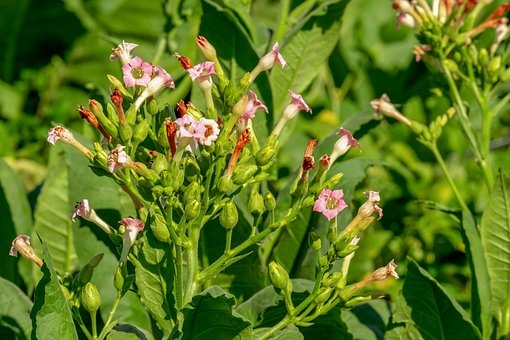 研究证明：烟草叶子上的粘性结构能帮助清除害虫