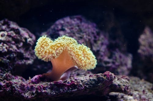 研究表明：磷酸盐的开采对珊瑚礁的生长产生了影响