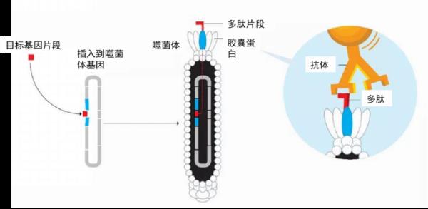 病毒也不全是恶魔 这种病毒还是“杀菌战士”